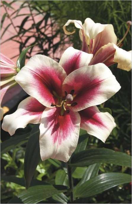 En blomst