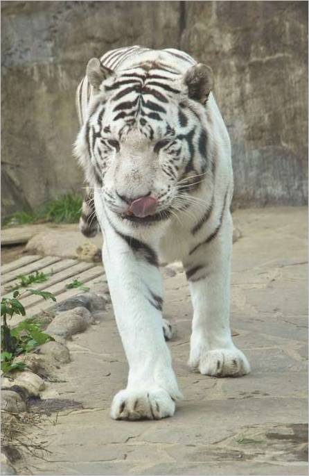 Hvid tiger