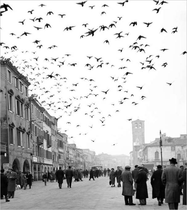 Middag i Chioggia, Chioggia, 1959